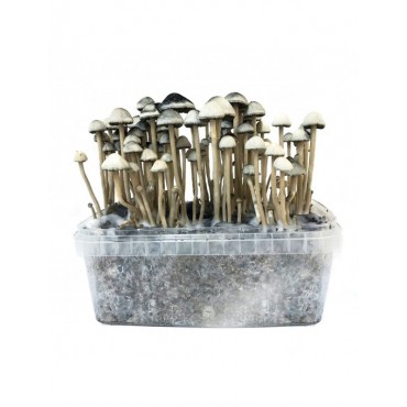 Psilocybe Copelandia Hawaiian Mushroom Grow kit