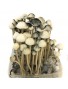 Psilocybe Copelandia Hawaiian Mushroom Grow kit