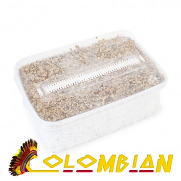 Psilocybe Cubensis Colombian - Magic Mushroom Grow Kit