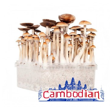 Psilocybe Cubensis Cambodian - Paddo Growkit