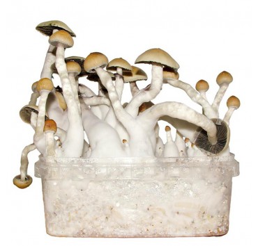 Psilocybe Cubensis Thai - Mushroom Growkit