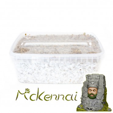 Psilocybe Cubensis McKennaii - Magic Mushroom Grow Kit