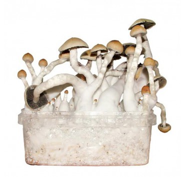 Psilocybe Cubensis McKennaii - Magic Mushroom Grow Kit