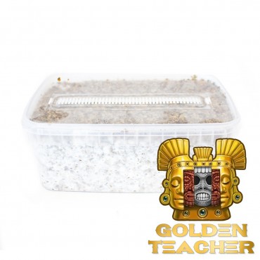 Psilocybe Cubensis Golden Teacher - Paddo Grow Kit