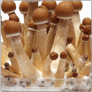 Mushroom Grow kits